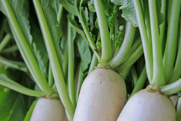 Obraz premium Daikon radish for sale in market.