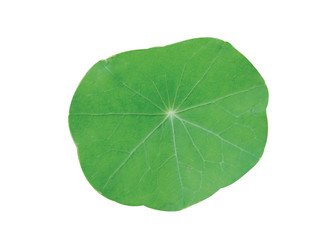 Fototapeta premium 식물이미지