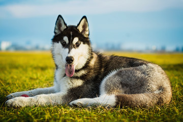 Siberian husky dog outdoors