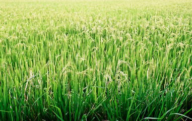 Rice field.