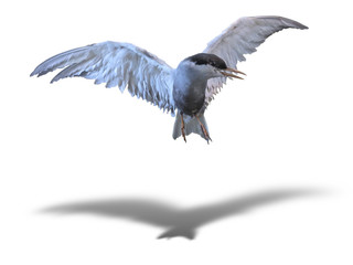 Common Tern sea bird in flight isolated over white with shadow
