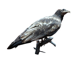 Vulture sitting on a branch, isolated over white