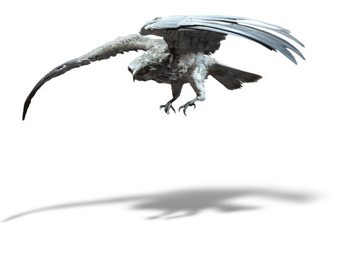 Saker Falcon in flight isolated over white background