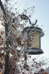 Lantern in the street in winter