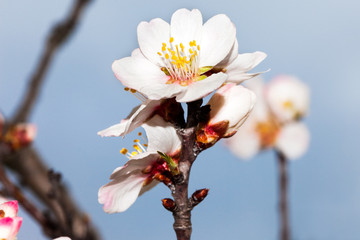 Flowers of a tree against the blue sky