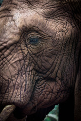 Elephant's Blue Eye
