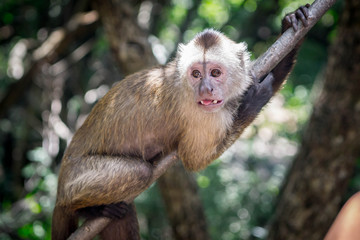 Sad Looking Monkey On Tree Branch