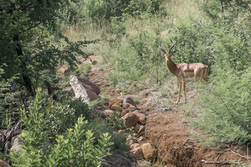 Impala And Rocky River