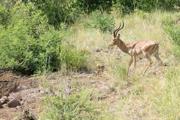 Impala And Bushes