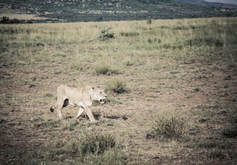 Obraz premium Female Lion Walking
