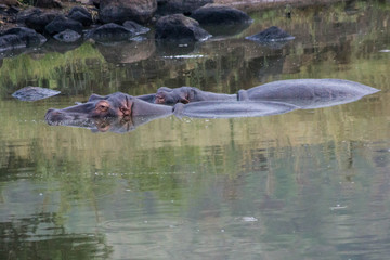 Fototapeta premium Pair Of Submerged Hippos