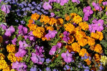The flowerbed in the Luxembourg Gardens in Paris, France
