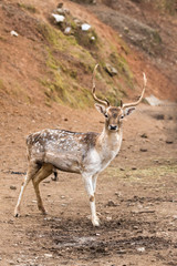Fallow deer
