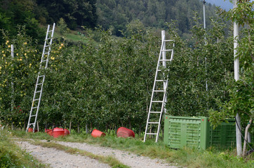frutteto melo meli raccolta mele