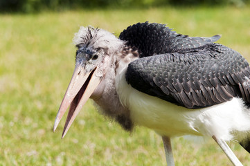 Marabou stork