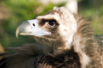 Vulture
