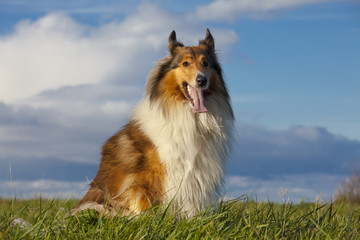 Rough Collie