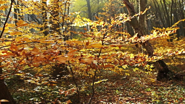 Autumn mountain beech forest trees with colorful yellow leafs