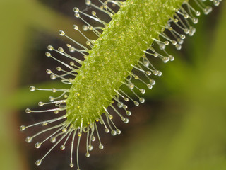 Drosera capensis  carnivorous plant in detail