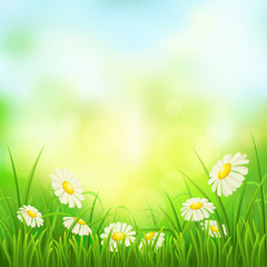 Fototapeta na wymiar Spring meadow with green grass and daisies, vector illustration