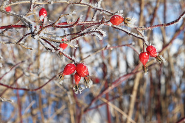 Berries in hoarfrost