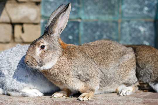 Image of cautious grey bunny