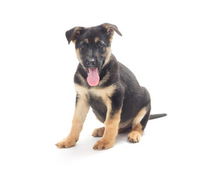 Funny puppy shepherd dog isolated on a white background