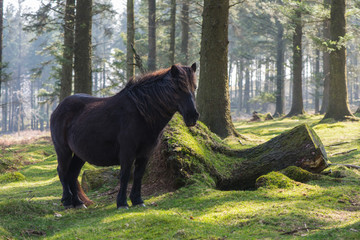 Wild pony horse grazing in old forest