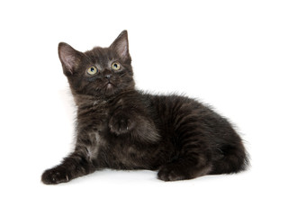 Fototapeta premium Cute black kitten