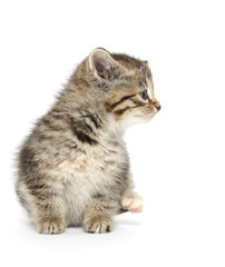 Cute tabby kitten