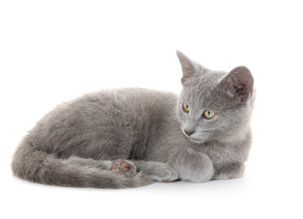cute gray kitten on white