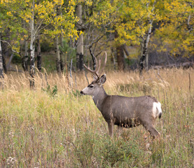 Mule deer in aspen