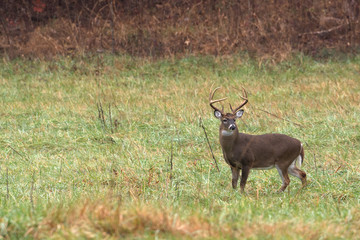 Large white-tailed deer buck