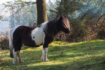 Wild pony horse grazing in old forest
