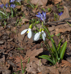 Growing first spring flowers - snowdrops in a forest.