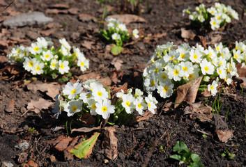 Wild Primula First Spring Flowers (Primrose, Primula vulgaris)