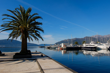 Yachts and palms in the porto Montenegro