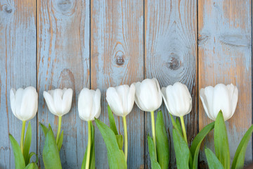 White tulips on a old wooden background with empty space layout