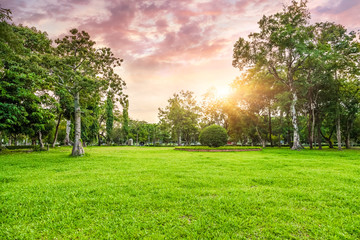 Grassland and trees in sunset