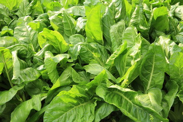 sliverbeet grow in vegetable garden 