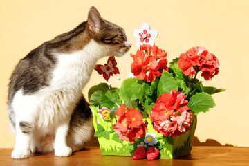 Katze riecht an Blumendeko