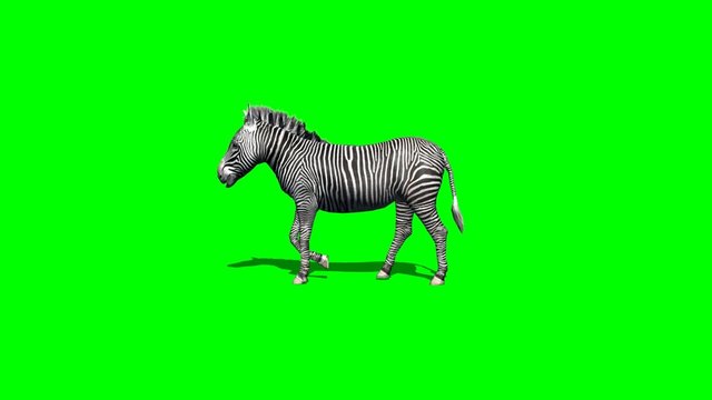 zebra walks - 2 different views - with shadow - green screen 1