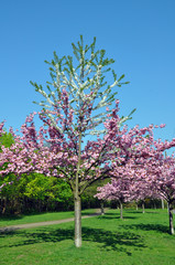 Japanischer Kirschbaum