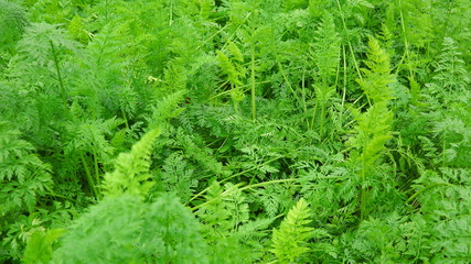 green carrot plants in growth at vegetable garden