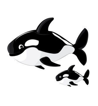 Killer whale cartoon vector