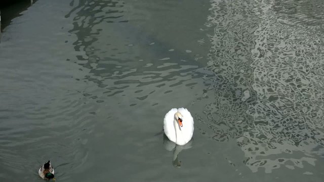 Majestic Swan In A Pond