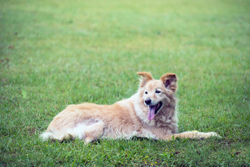 Naklejka na ściany i meble cross breed golden retriever labrador lying on the grass