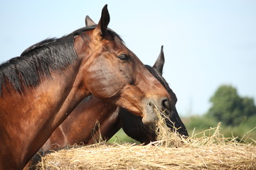 Two bay horses eating hay at the pasture