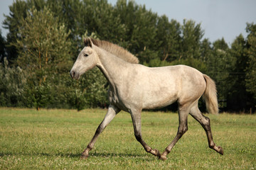 Beautiful gray andalusian colt (young horse) trotting free