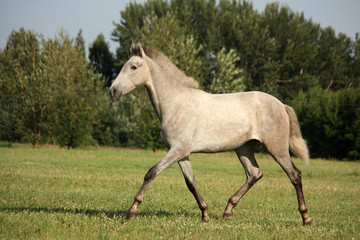 Fototapeta na wymiar Beautiful gray andalusian colt (young horse) trotting free